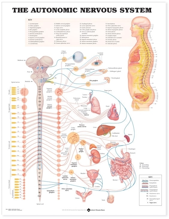 Front cover_Autonomic Nervous System Anatomical Chart