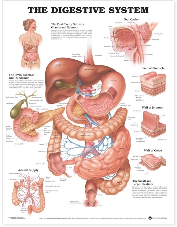 Couverture_The Digestive System Anatomical Chart
