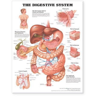 Front cover_The Digestive System Anatomical Chart