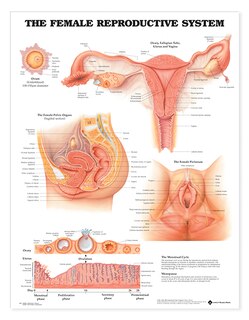 Front cover_The Female Reproductive System Anatomical Chart