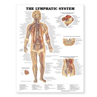 Couverture_The Lymphatic System Anatomical Chart