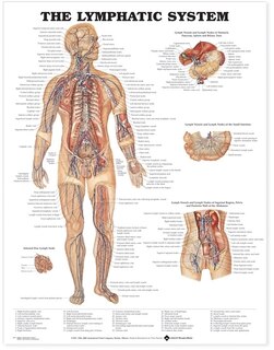 Front cover_The Lymphatic System Anatomical Chart