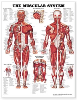 Front cover_The Muscular System Anatomical Chart