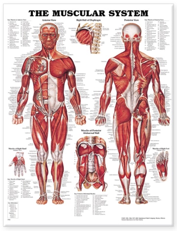 Front cover_The Muscular System Anatomical Chart