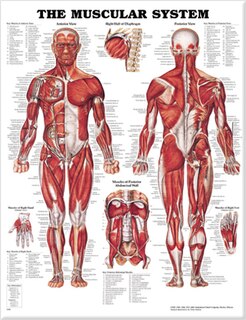 Couverture_The Muscular System Anatomical Chart