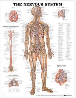 Couverture_The Nervous System Anatomical Chart