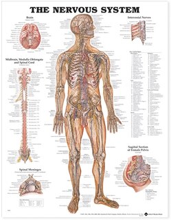 Front cover_The Nervous System Anatomical Chart