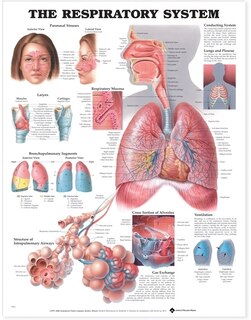 Front cover_Respiratory System Anatomical Chart