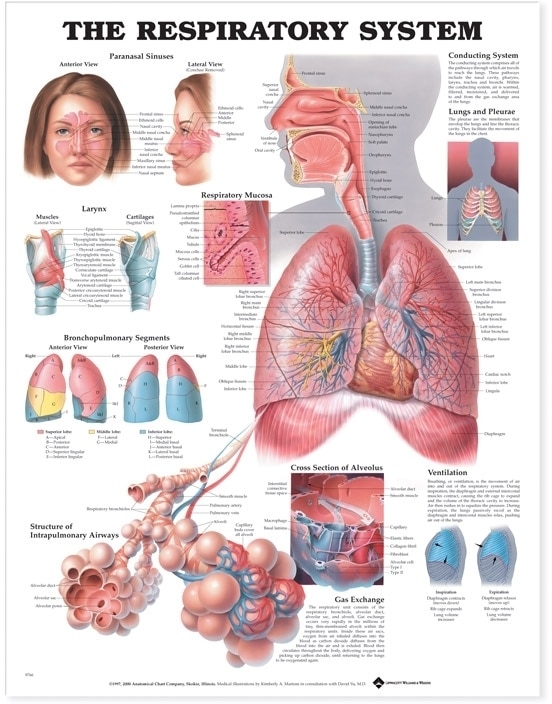 Front cover_Respiratory System Anatomical Chart