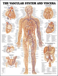 Couverture_Vascular System and Viscera Anatomical Chart