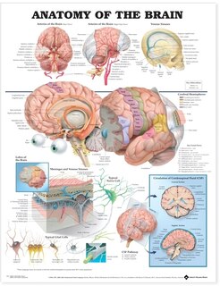 Front cover_Anatomy of the Brain Anatomical Chart