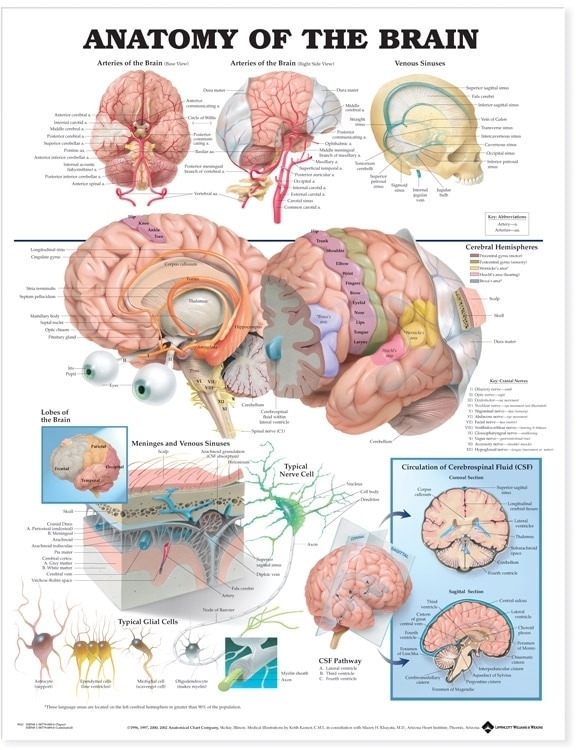 Front cover_Anatomy of the Brain Anatomical Chart