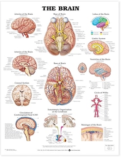 Couverture_Brain Anatomical Chart