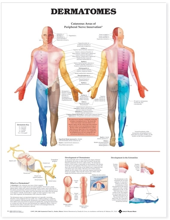 Front cover_Dermatomes Anatomical Chart