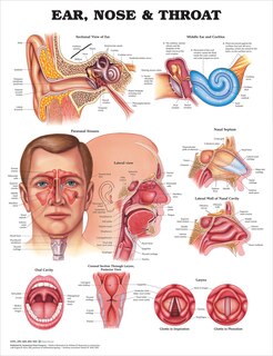 Front cover_Ear, Nose and Throat Anatomical Chart