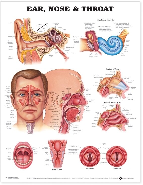 Front cover_Ear, Nose and Throat Anatomical Chart