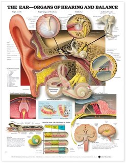 Front cover_The Ear