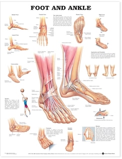 Front cover_Foot and Ankle Anatomical Chart