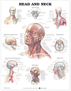 Front cover_Head and Neck Anatomical Chart