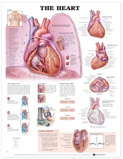 Front cover_The Heart Anatomical Chart