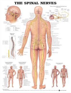 Couverture_The Spinal Nerves Anatomical Chart