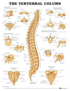 Couverture_The Vertebral Column Anatomical Chart