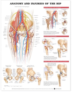Front cover_Anatomy and Injuries of the Hip Anatomical Chart