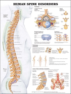 Couverture_Human Spine Disorders Anatomical Chart