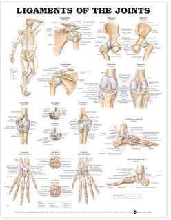 Front cover_Ligaments of the Joints Anatomical Chart
