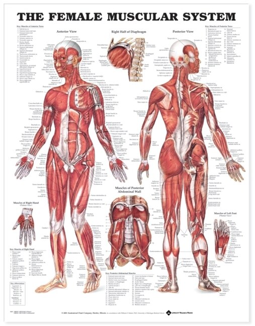 Front cover_Female Muscular System Anatomical Chart