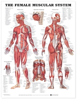 Front cover_The Female Muscular System Anatomical Chart