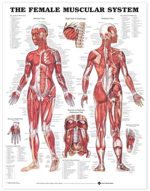 Front cover_The Female Muscular System Anatomical Chart