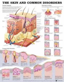 Couverture_The Skin and Common Disorders Anatomical Chart