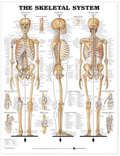 Front cover_The Skeletal System Anatomical Chart