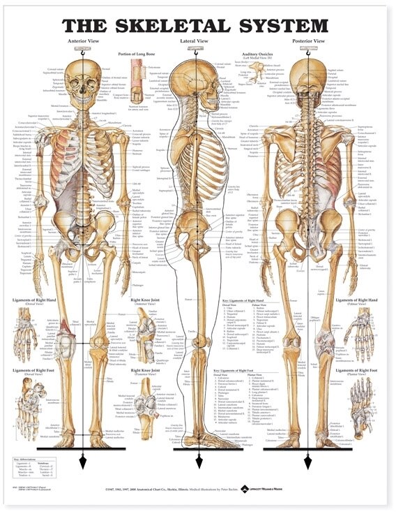 Front cover_The Skeletal System Anatomical Chart