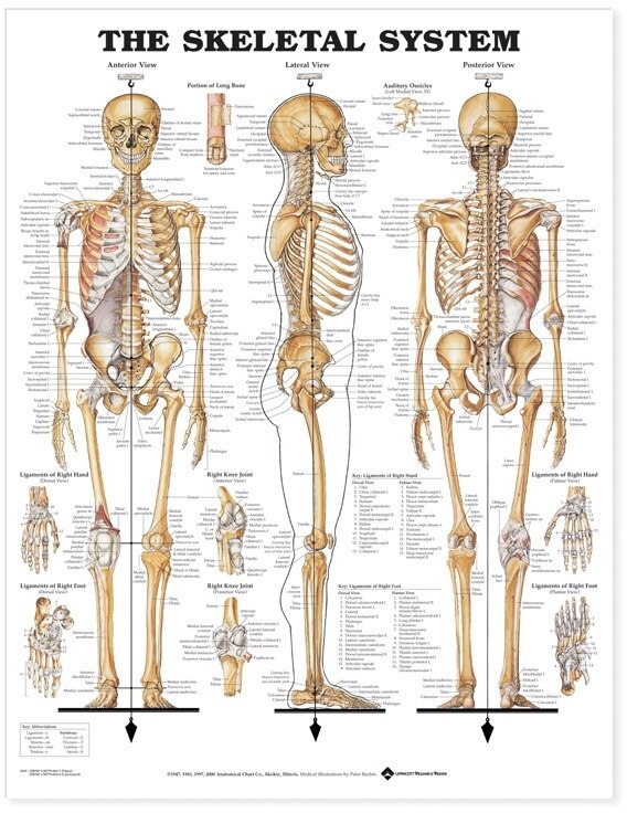 The Skeletal System Anatomical Chart