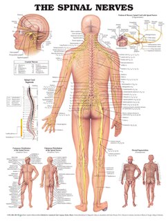 Front cover_Spinal Nerves Anatomical Chart