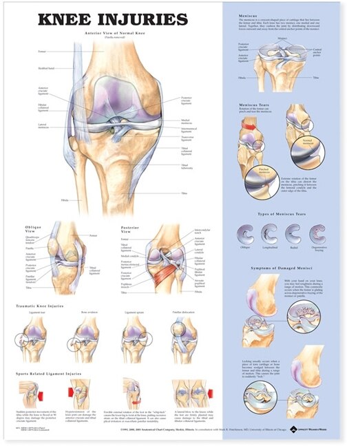 Front cover_Knee Injuries Anatomical Chart