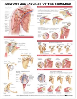 Front cover_Anatomy and Injuries of the Shoulder Anatomical Chart