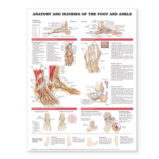 Couverture_Anatomy and Injuries of the Foot and Ankle
