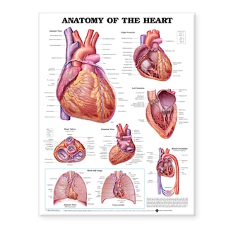 Front cover_Anatomy of the Heart Anatomical Chart