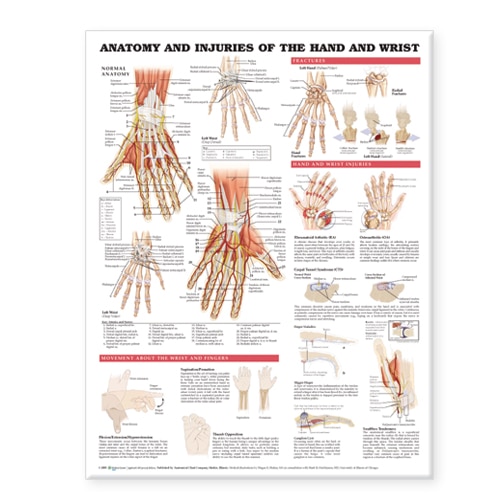 Front cover_Anatomy and Injuries of the Hand and Wrist Anatomical Chart