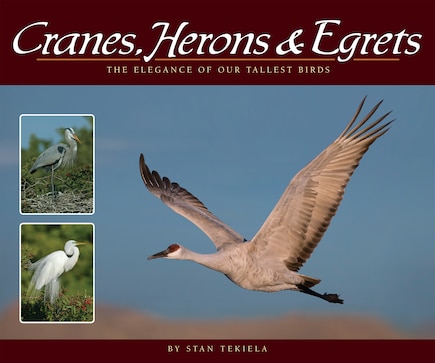 Cranes, Herons & Egrets: The Elegance of Our Tallest Birds