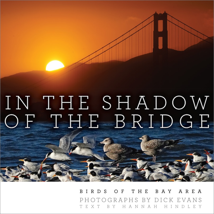 Front cover_In the Shadow of the Bridge