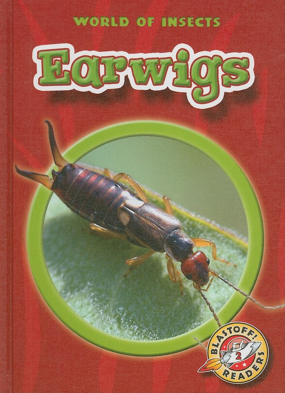 Earwigs