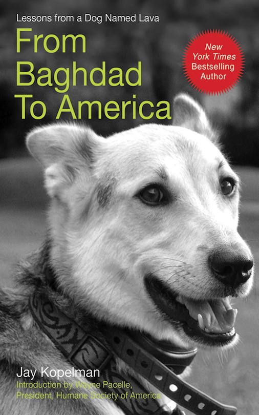 From Baghdad to America: Life Lessons from a Dog Named Lava