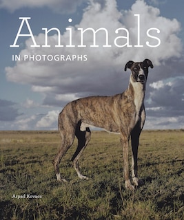 Animals In Photographs