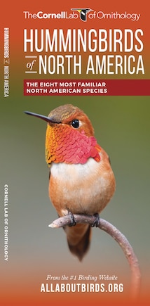 Hummingbirds Of North America: The Eight Most Familiar North American Species