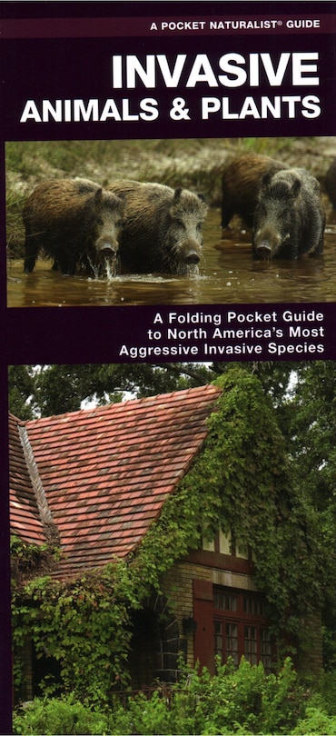 Front cover_Invasive Animals & Plants