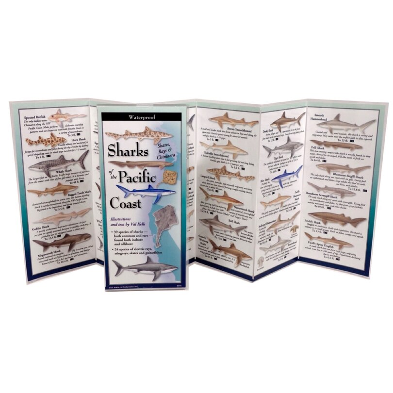 Couverture_Sharks & Rays of the Pacific Coast -Fold